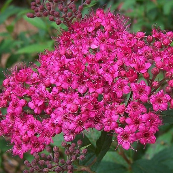 Nahaufnahme einer Spiraea-Blüte