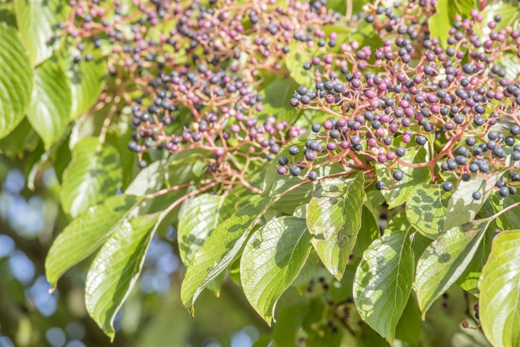 Cornus controversa, Etagen-Hartriegel, 80–100 cm, auffällige Wuchsform