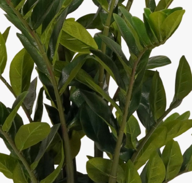 Zamioculcas Glücksfeder mit grünen Blättern in einem schwarzen Kunststofftopf.