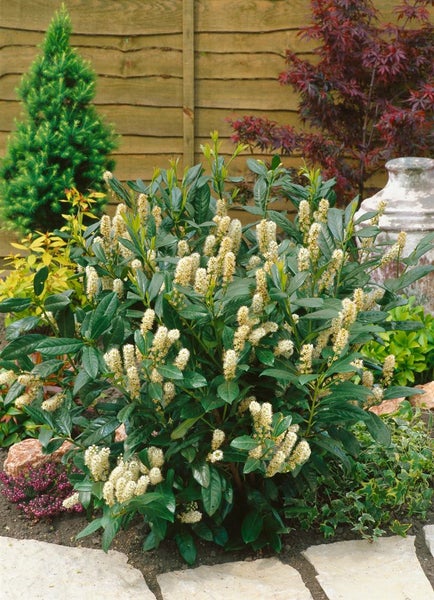 Prunus laurocerasus 'Diana', Kirschlorbeer, immergrün, 40–60 cm