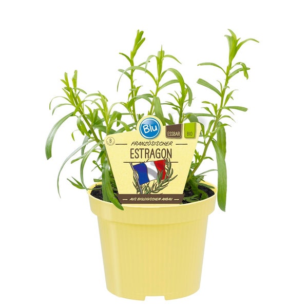 Französischer Estragon in BIO-Qualität - Artemisia dracunculus - Kräuterpflanze im 12cm Topf