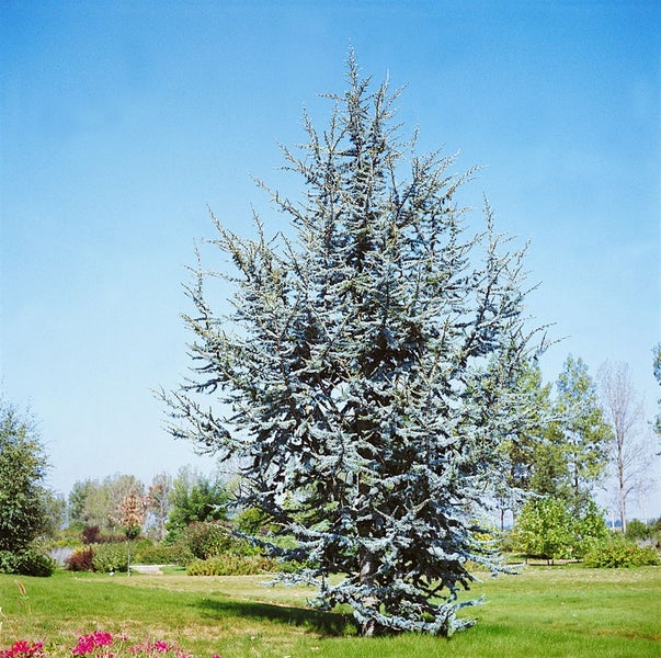 Cedrus atlantica 'Glauca', Atlas-Zeder, blaugrün, 80–100 cm