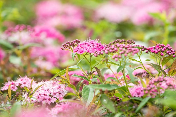 Nahaufnahme einer Spiraea-Japonica-Pflanze mit rosa Blüten