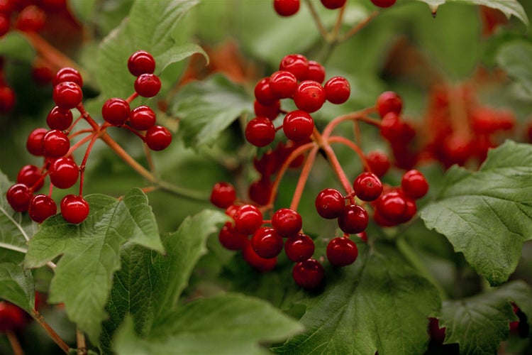Viburnum opulus, Gewöhnlicher Schneeball, 40–60 cm, weiße Blüten