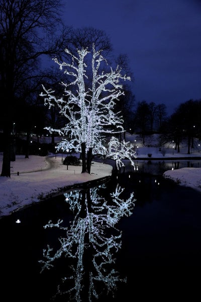 Baum mit Lichtern im Winter, Spiegelung im Wasser