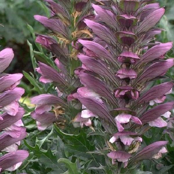 Nahaufnahme einer Bärenklaue Pflanze mit purpurfarbenen Blüten