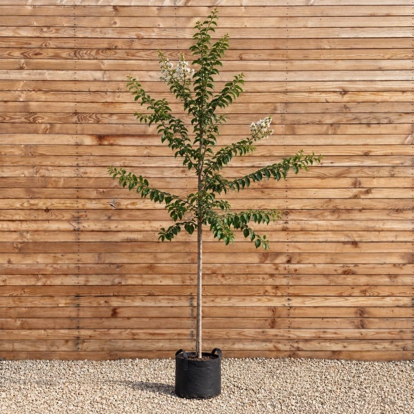 Eine Lagerstroemia Pflanze mit weissen Blüten in einem schwarzen Pflanztopf vor einer Holzwand.
