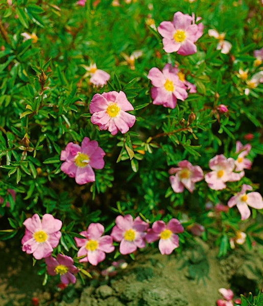 Rosa nitida, glänzende Rose, 40–60 cm