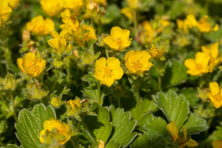 Gelbe Fingerkrautblüten mit grünen Blättern