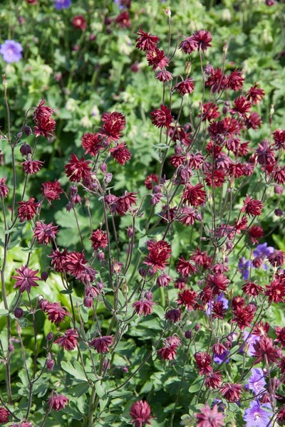 Aquilegia cult. 'Ruby Port', Akelei, dunkelrot, ca. 9x9 cm Topf