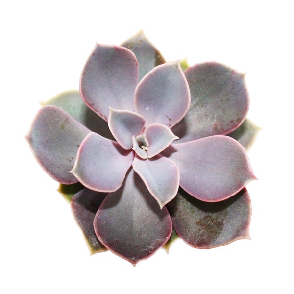 Echeveria - Perle von Nürnberg - kleine Pflanze im 5,5cm Topf