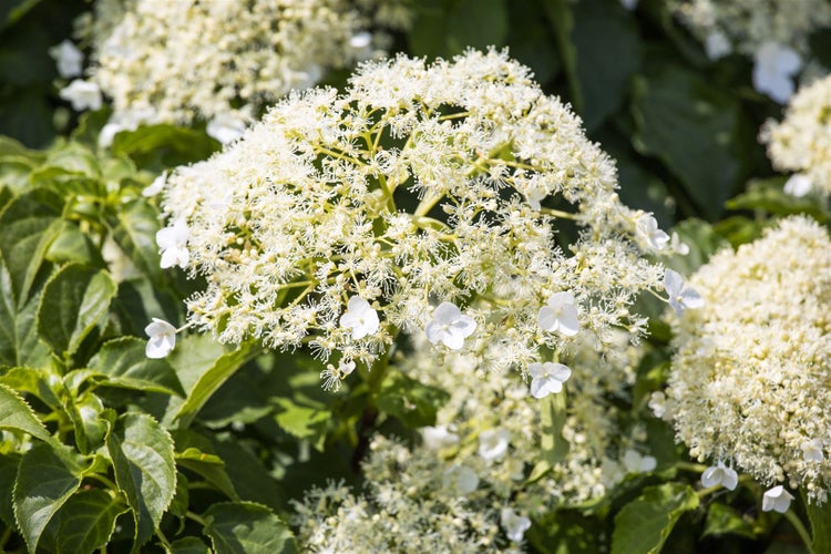 Hydrangea petiolaris, Kletterhortensie, weiß, 100–125 cm