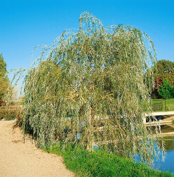 Salix alba 'Tristis', Trauerweide, 125–150 cm
