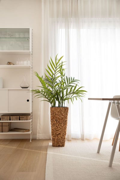 Große Zimmerpflanze im hohen Geflecht-Übertopf in einem hellen, modern eingerichteten Zimmer mit weißem Regal und transparenten Vorhängen.