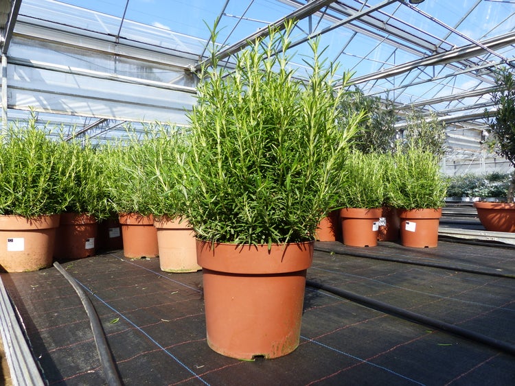 Üppige Rosmarinpflanzen in Kunststofftöpfen, ordentlich aufgereiht in einem hellen Gewächshaus mit Glasdach und Metallrahmen.