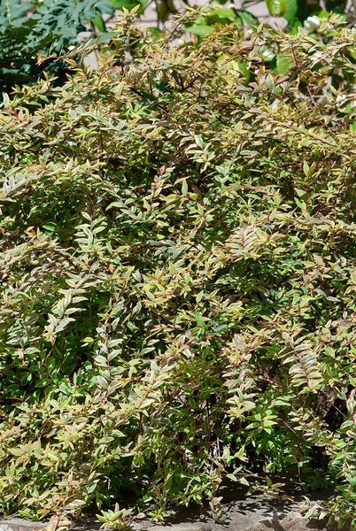 Zweigartiger Zierstrauch mit grünen und gelben Blättern