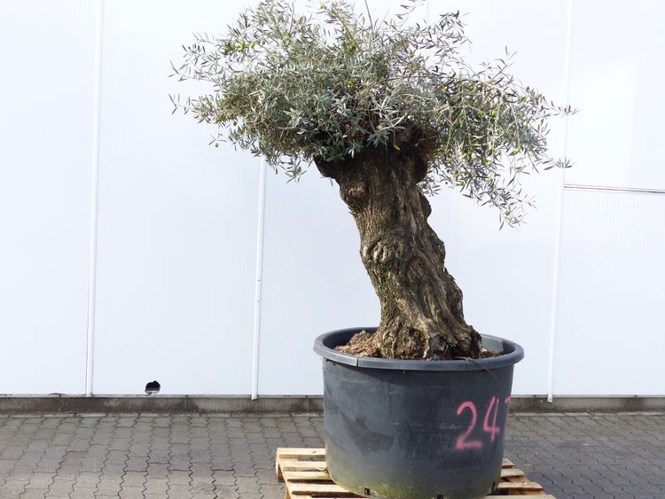 exakt dieser Baum Nr. 24T, 230 cm, Olivenbaum, Bonsai, knorrige alte urige Olive winterhart