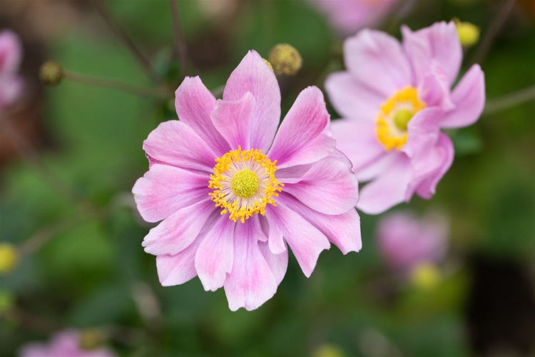 Anemone hupehensis 'Ouvertüre', Herbst-Anemone, rosa, ca. 9x9 cm Topf