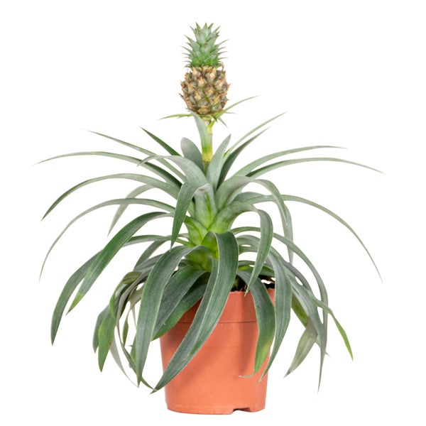 Ananas comosus 'Mi Amigo' – Ananaspflanze – Zimmerpflanze – Pflegeleicht – ⌀12 cm – ↕30-35 cm