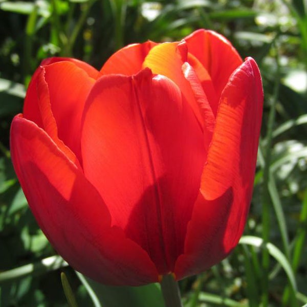 Nahaufnahme einer einzelnen roten Tulpenblüte