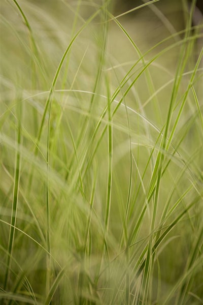 Carex brunnea 'Variegata', Ziergras, grün-weiß, 2 Liter Container