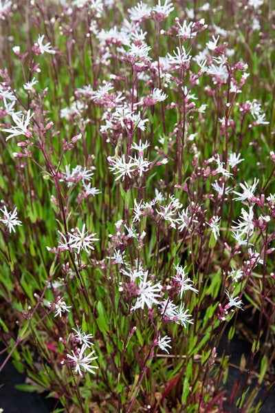 Lychnis flos-cuculi 'White Robin', Kuckuckslichtnelke, weiß, ca. 9x9 cm Topf