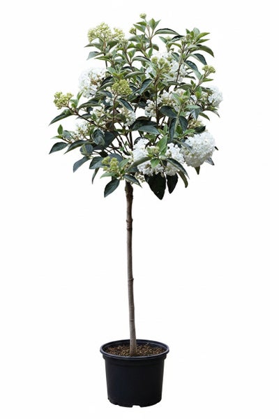 Viburnum tinus Hochstamm mit weißen Blüten in einem Kunststofftopf