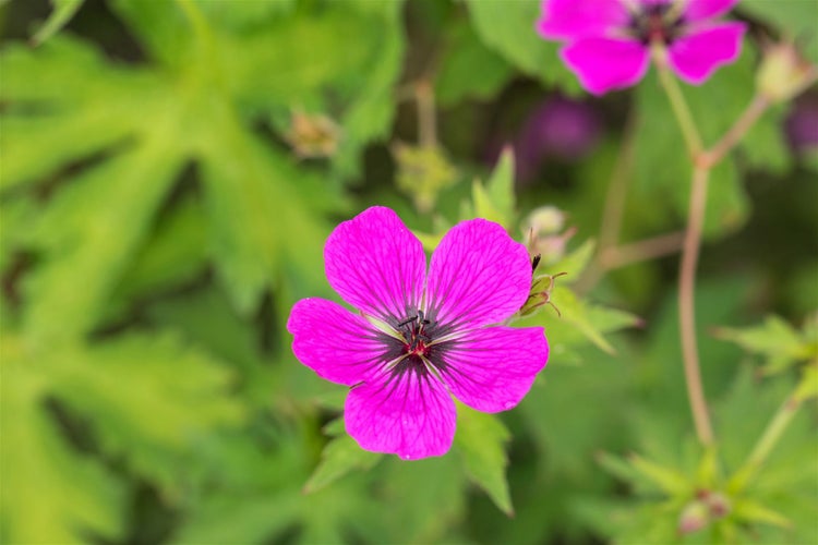 Geranium psilostemon, Armenischer Storchschnabel, leuchtend pink, 2-3 L Container