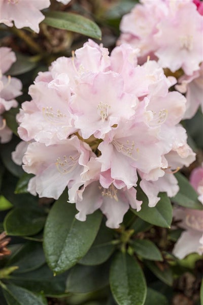 Rhododendron yak. 'Schneekrone', weiß, 40–50 cm