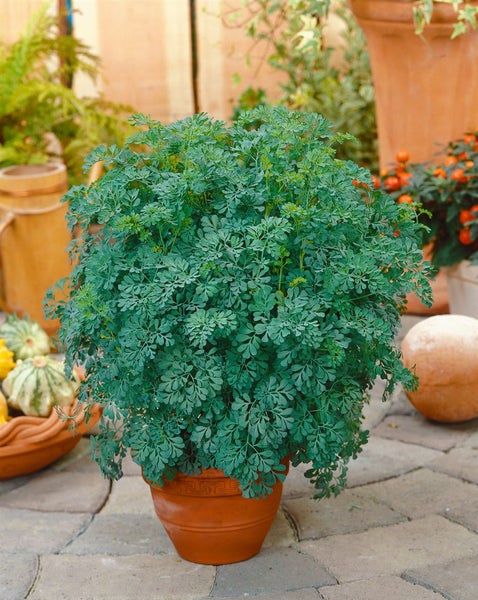 Ruta graveolens in einem Topf