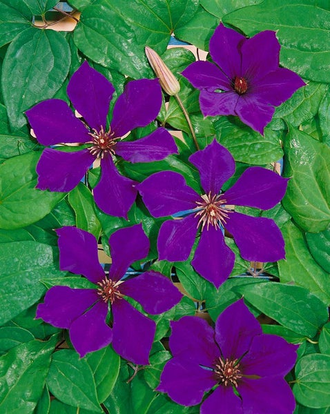 Clematis Hybride 'Gipsy Queen', Waldrebe, dunkelviolett, 60–100 cm