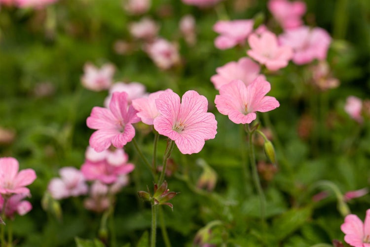 Nahaufnahme von rosa Geranienblüten im Garten