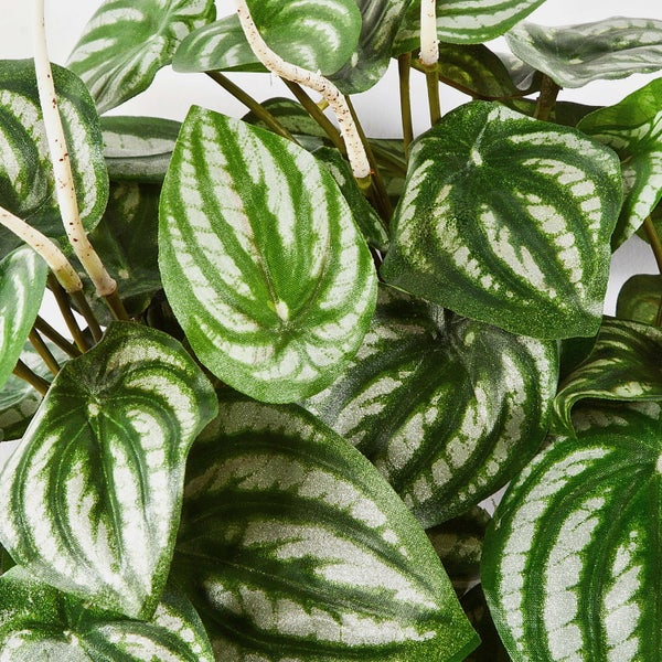 Nahaufnahme einer künstlichen Peperomia mit herzförmigen Blättern, silber-grünen Streifen und hellen Stielen.
