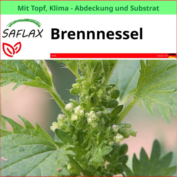 Brennnessel im Topf mit Klimaabdeckung und Substrat