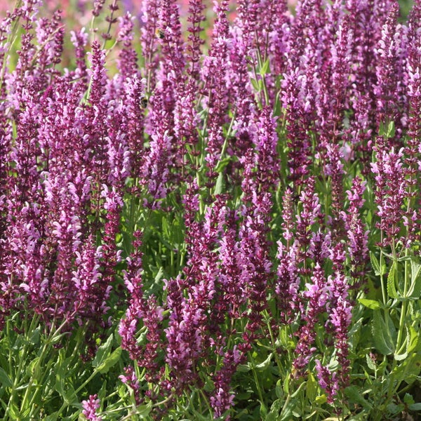 Blühende Salbeipflanzen im Garten