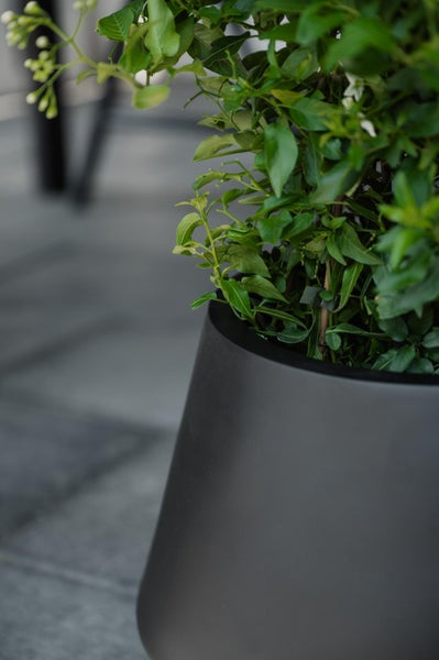 Grüne Pflanze in einem dunkelgrauen, konischen Blumentopf auf einer Terrasse.