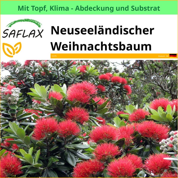 Neuseeländischer Weihnachtsbaum der Marke Saflax mit Topf, Klimaabdeckung und Substrat