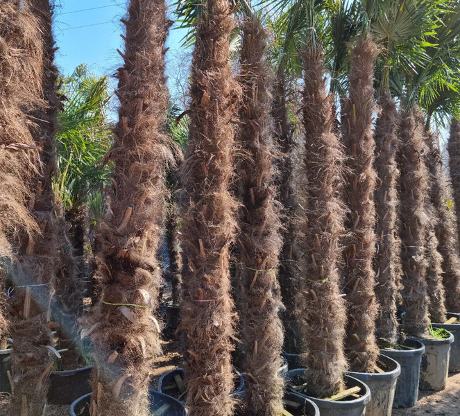 PALME TRACHYCARPUS FORTUNEI HÖHE 400CM Winterhärte: bis –19 °C