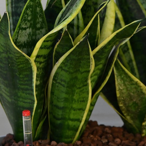 Sansevieria Zimmerpflanze mit Feuchtigkeitsmesser in Hydrokultur