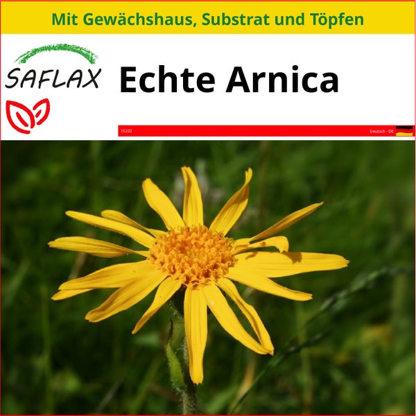 SAFLAX Anzucht Set - Echte Arnica - Arnica montana - 40 Samen - Mit Mini-Gewächshaus, Anzuchtsubstrat und 2 Töpfen