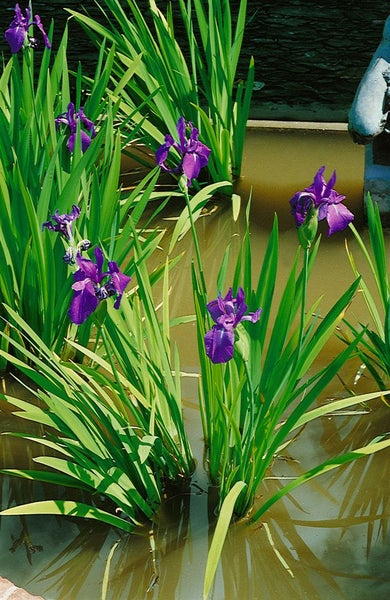 Iris ensata, Japanische Sumpf-Schwertlilie, ca. 9x9 cm Topf