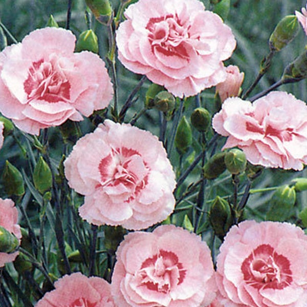 Nahaufnahme von rosa Nelkenblüten