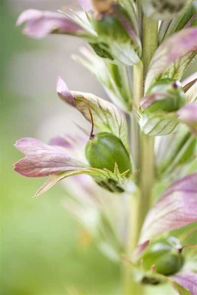 Acanthus hungaricus, Bärenklau, ca. 9x9 cm Topf, dekorativ