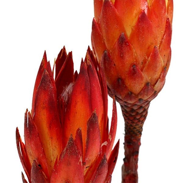 Zwei Protea-Blütenstände im Detail