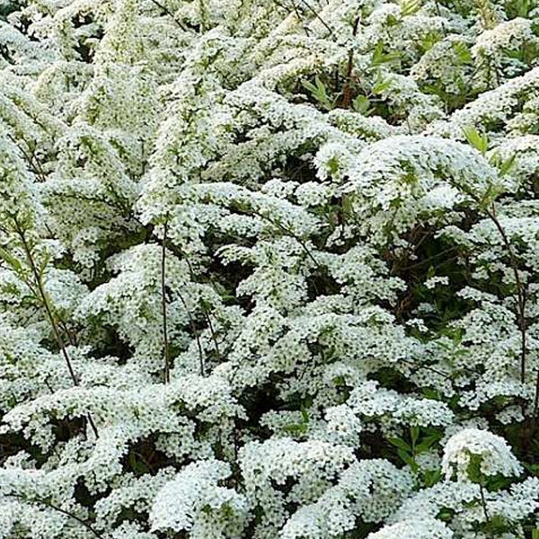 Nahaufnahme einer blühenden Spierstrauchhecke mit weißen Blüten
