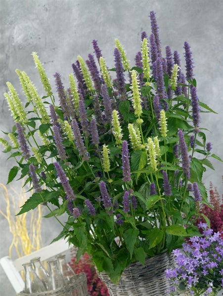 Agastache foeniculum, Anis-Ysop, aromatisch, ca. 9x9 cm Topf