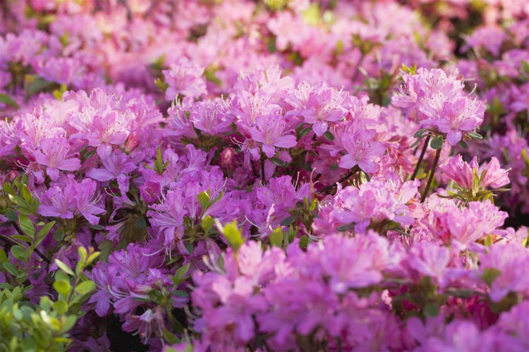 Rhododendron obt. 'Diamant Rosa', rosa Blüten, 20–25 cm