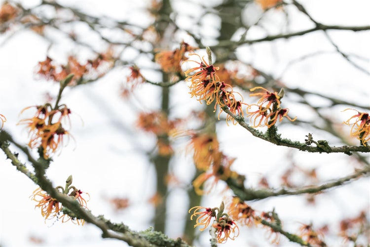 Hamamelis intermedia 'Jelena', Zaubernuss, kupferorange, 60–80 cm