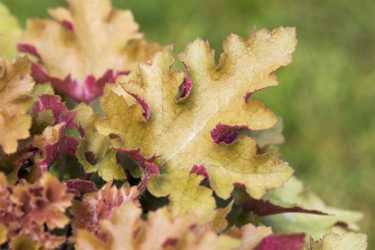 Heuchera villosa 'Marmalade', Purpurglöckchen, orange, ca. 11x11 cm Topf