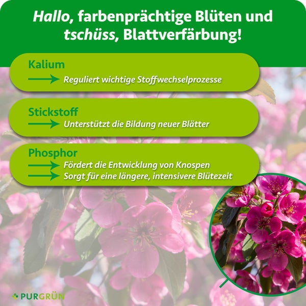 Infografik zeigt die Wirkung von Pflanzennährstoffen Kalium, Stickstoff und Phosphor auf Blüten und Blätter für gesunde Pflanzen